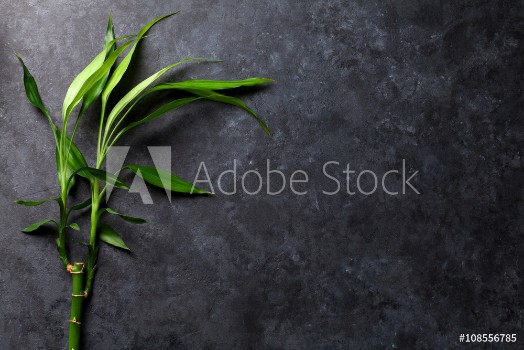 Picture of Bamboo plant over stone